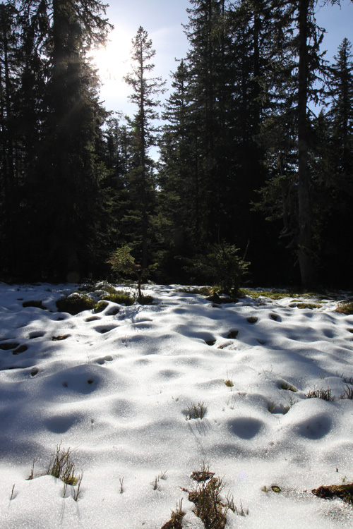 Schnee auf ca. 1500m