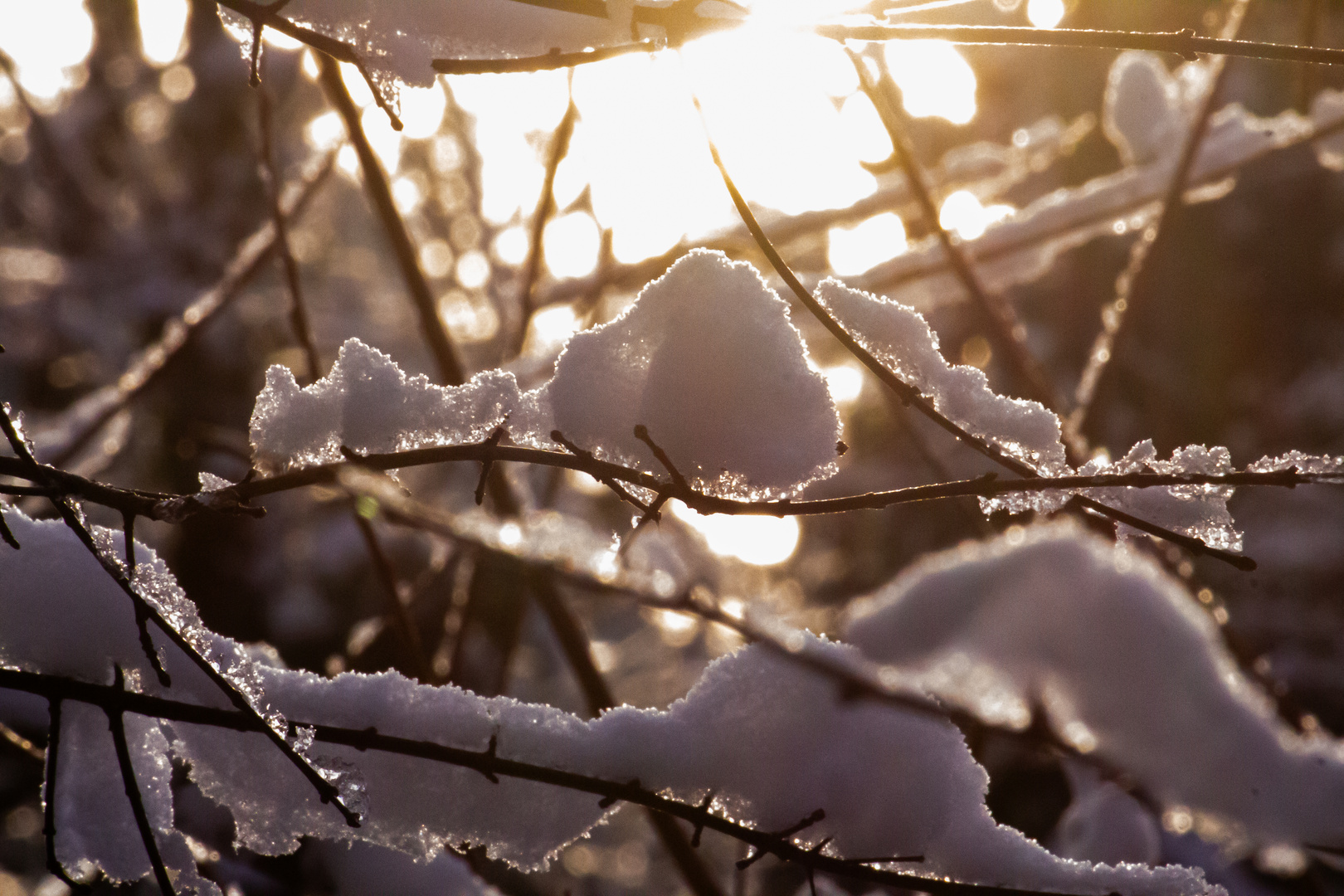 Schnee auf dem Ast