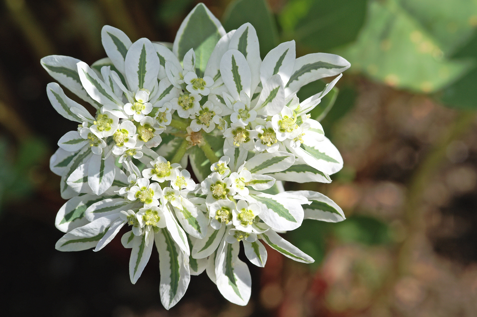 Schnee auf dem Berge (Euphorbia marginata, syn. Euphorbia variegata) 2013