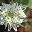 Schnee auf dem Berge (Euphorbia marginata, syn. Euphorbia variegata) 2013