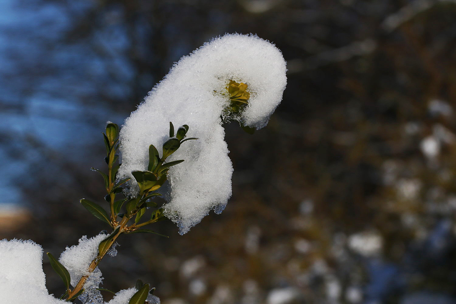 Schnee auf dem Buchsbaumzweig