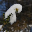 Schnee auf dem Buchsbaumzweig