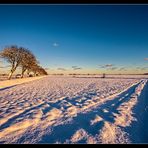 Schnee auf dem Darß