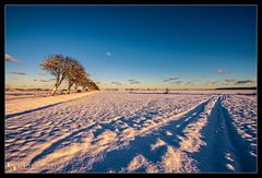 Schnee auf dem Darß