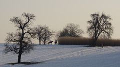 Schnee auf dem Dinkelberg