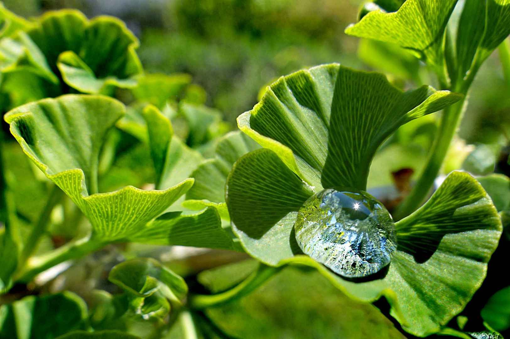 Schnee auf dem Ginkgoblatt geschmolzen