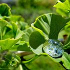 Schnee auf dem Ginkgoblatt geschmolzen