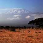 Schnee auf dem Kilimanjaro