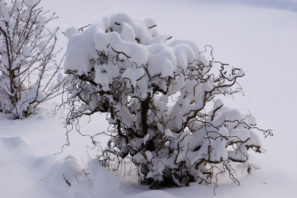 Schnee auf dem Strauch