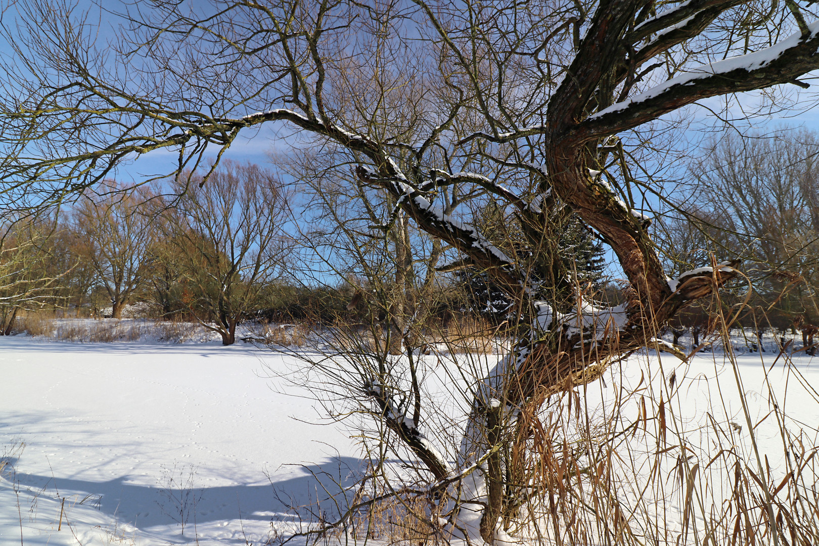 Schnee auf dem Teich