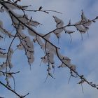 Schnee auf den Bäumen