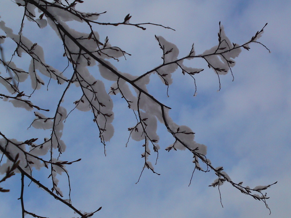 Schnee auf den Bäumen