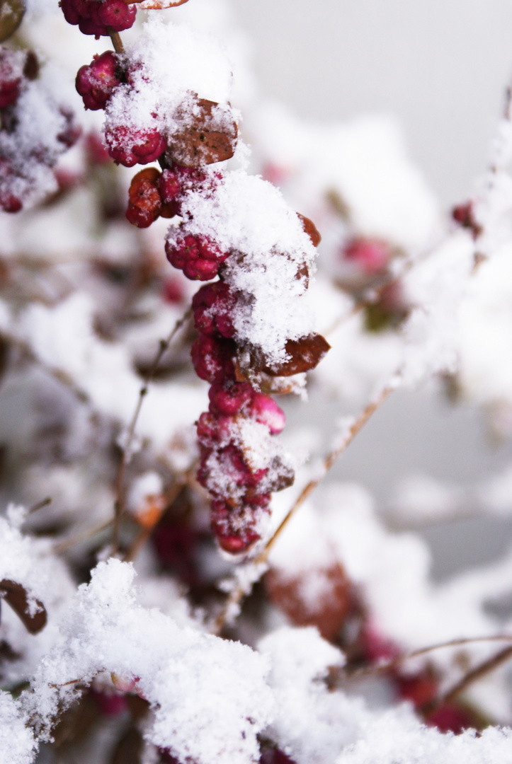 Schnee auf den Beeren