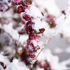 Schnee auf den Beeren