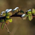 schnee auf den blättern