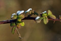 schnee auf den blättern