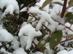 Schnee auf den Blättern