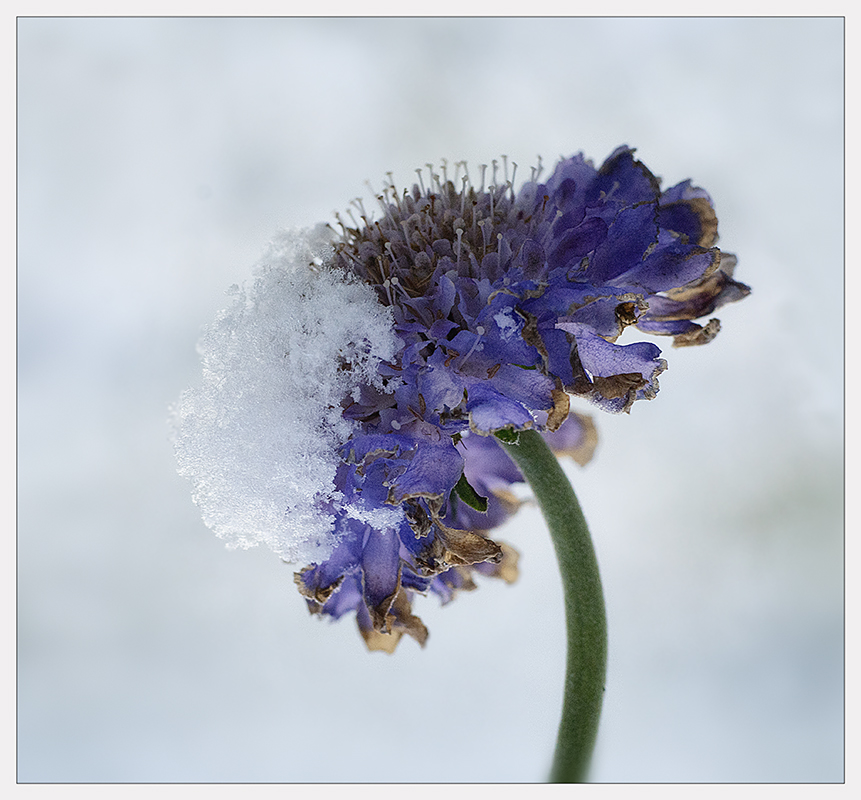 Schnee auf den Blüten