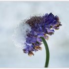 Schnee auf den Blüten