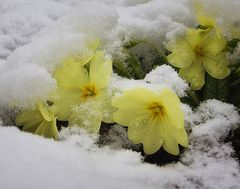 Schnee auf den Blüten