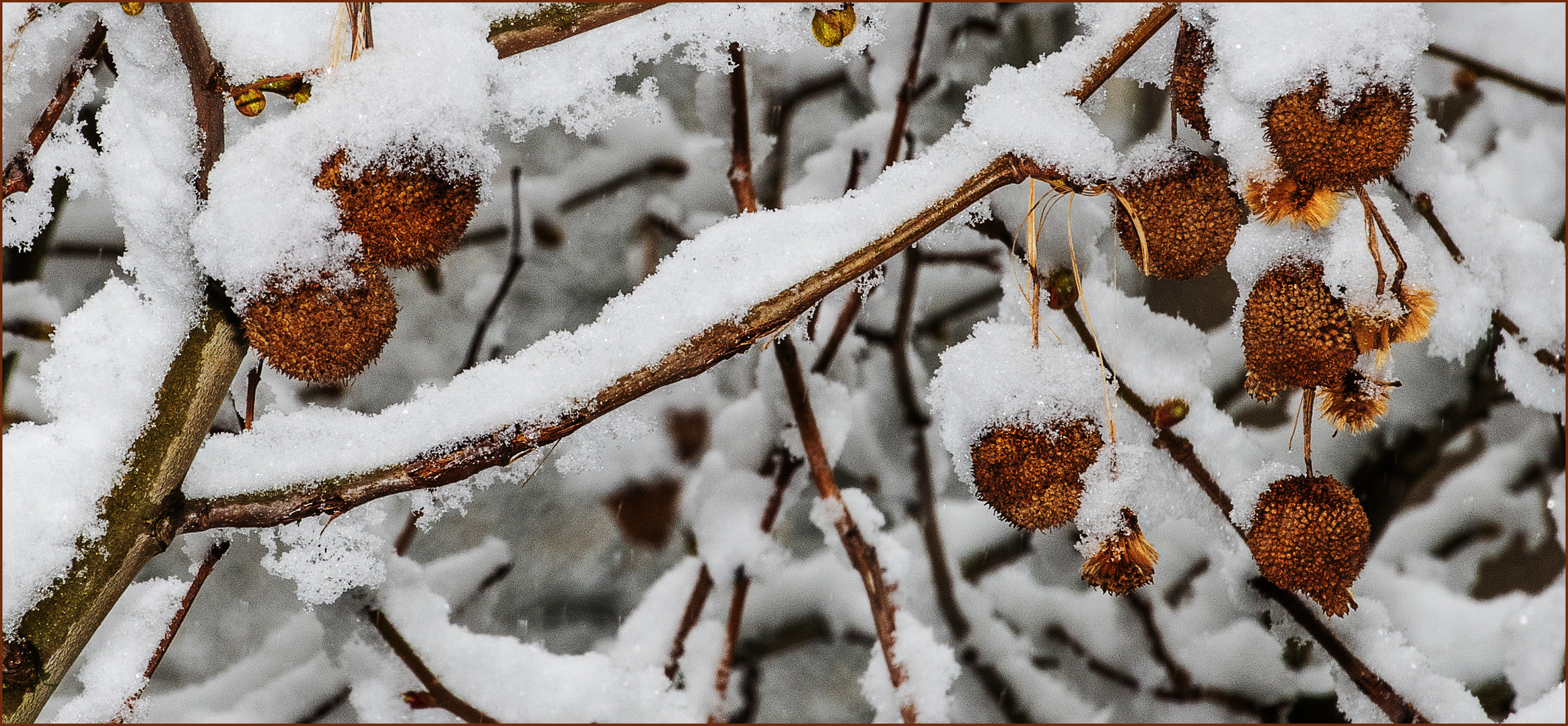 Schnee auf den Früchten der Platane