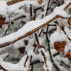 Schnee auf den Früchten der Platane