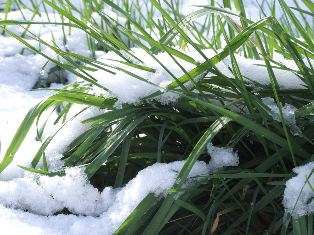 Schnee auf den Gräsern