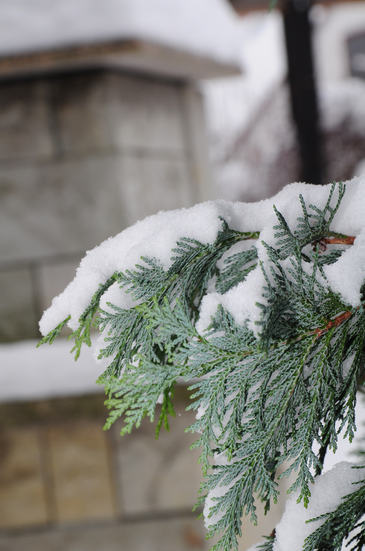 Schnee auf den Zweigen