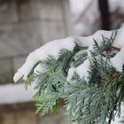 Schnee auf den Zweigen