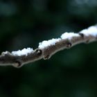 Schnee auf den Zweigen & Äste