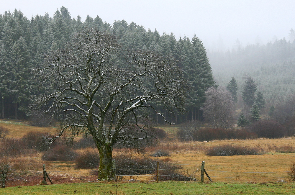 Schnee auf der Ginsberger Heide