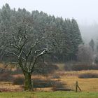 Schnee auf der Ginsberger Heide