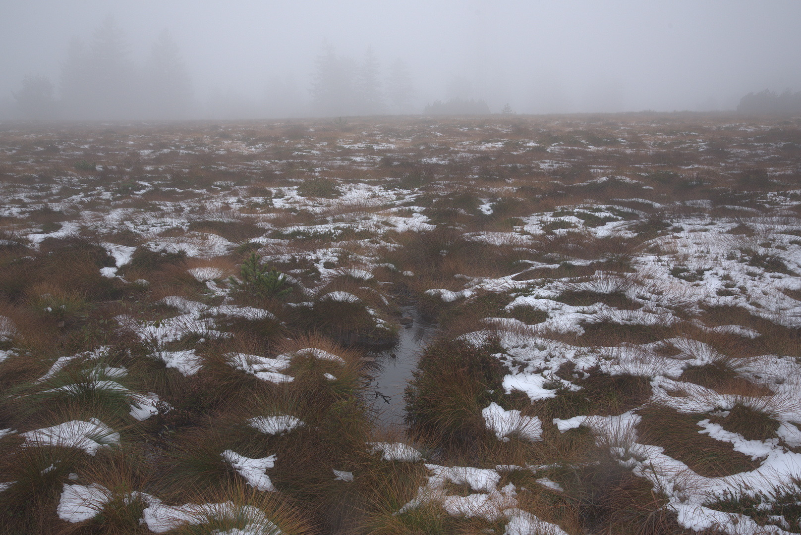 Schnee auf der Hornisgrinde