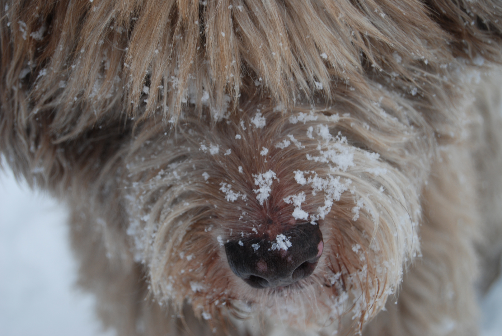 Schnee auf der Nase