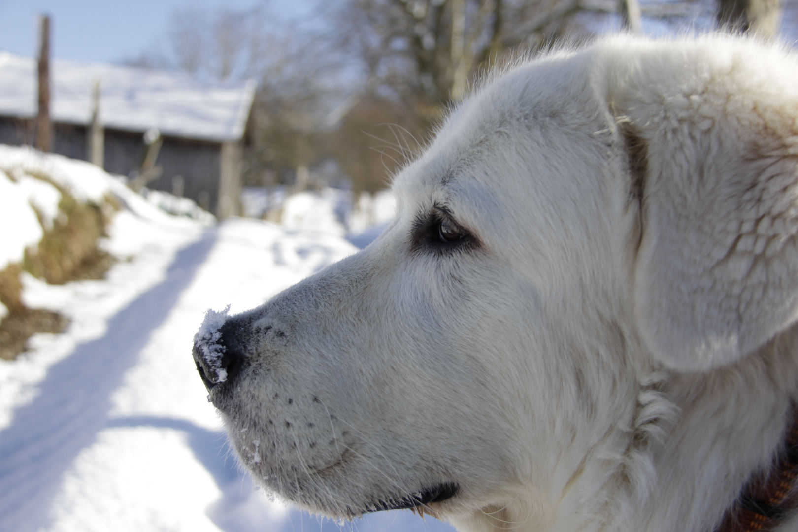 Schnee auf der Nase