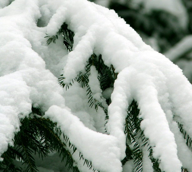 Schnee auf der Tanne 2