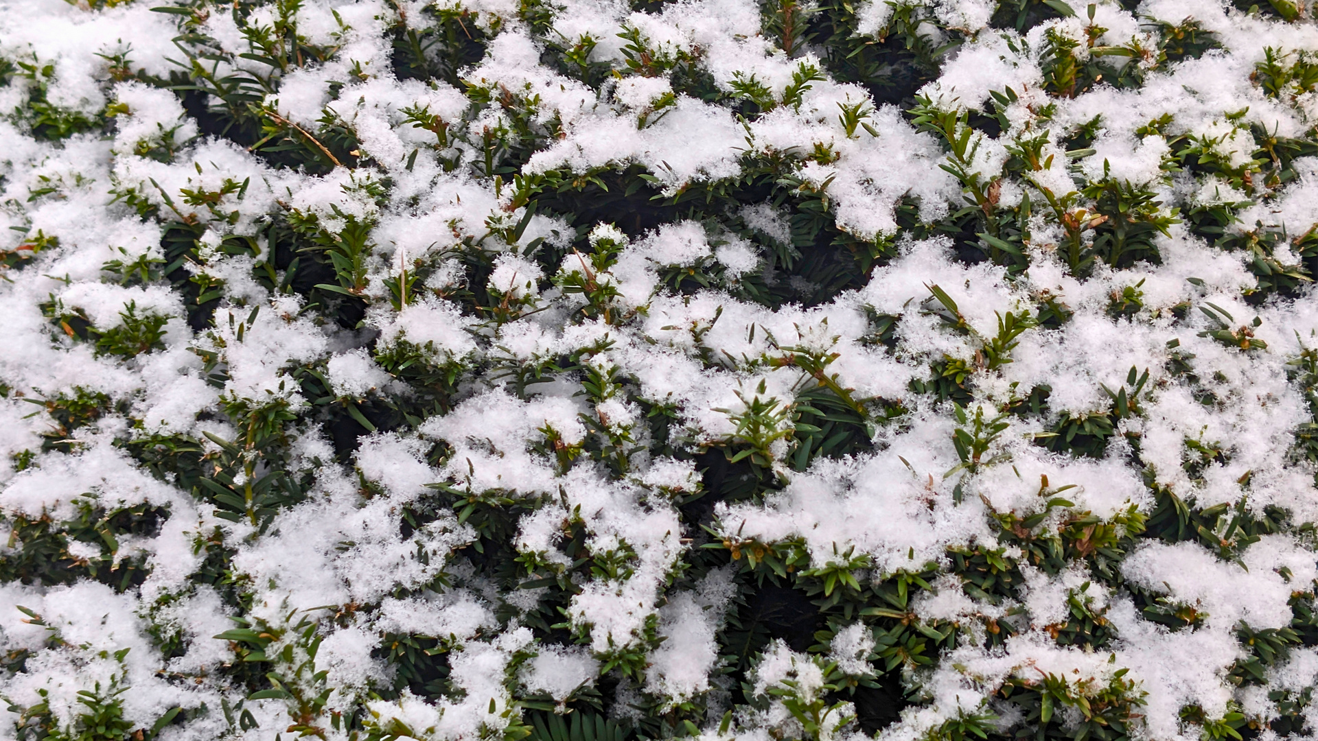 Schnee auf der Tanne