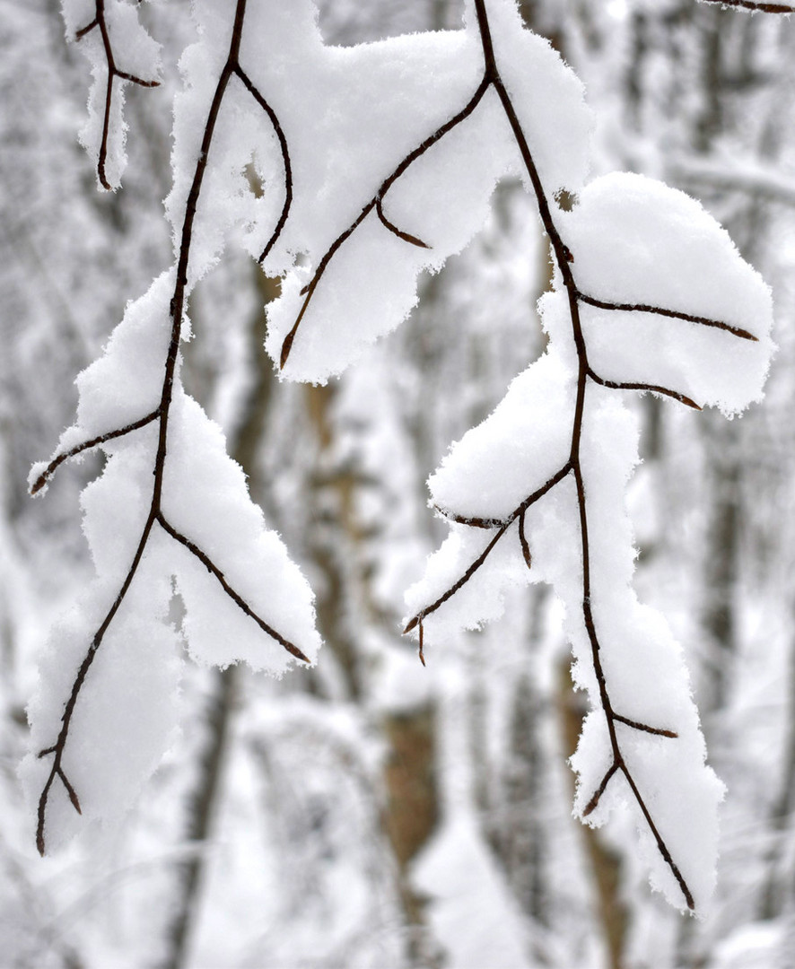 Schnee auf dünnen Zweigen