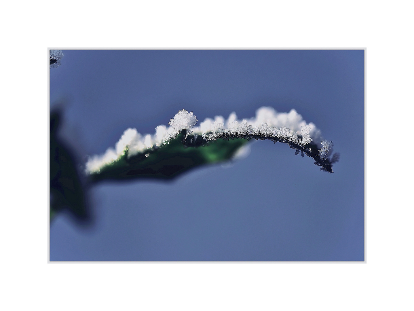 Schnee auf grünem Blatt