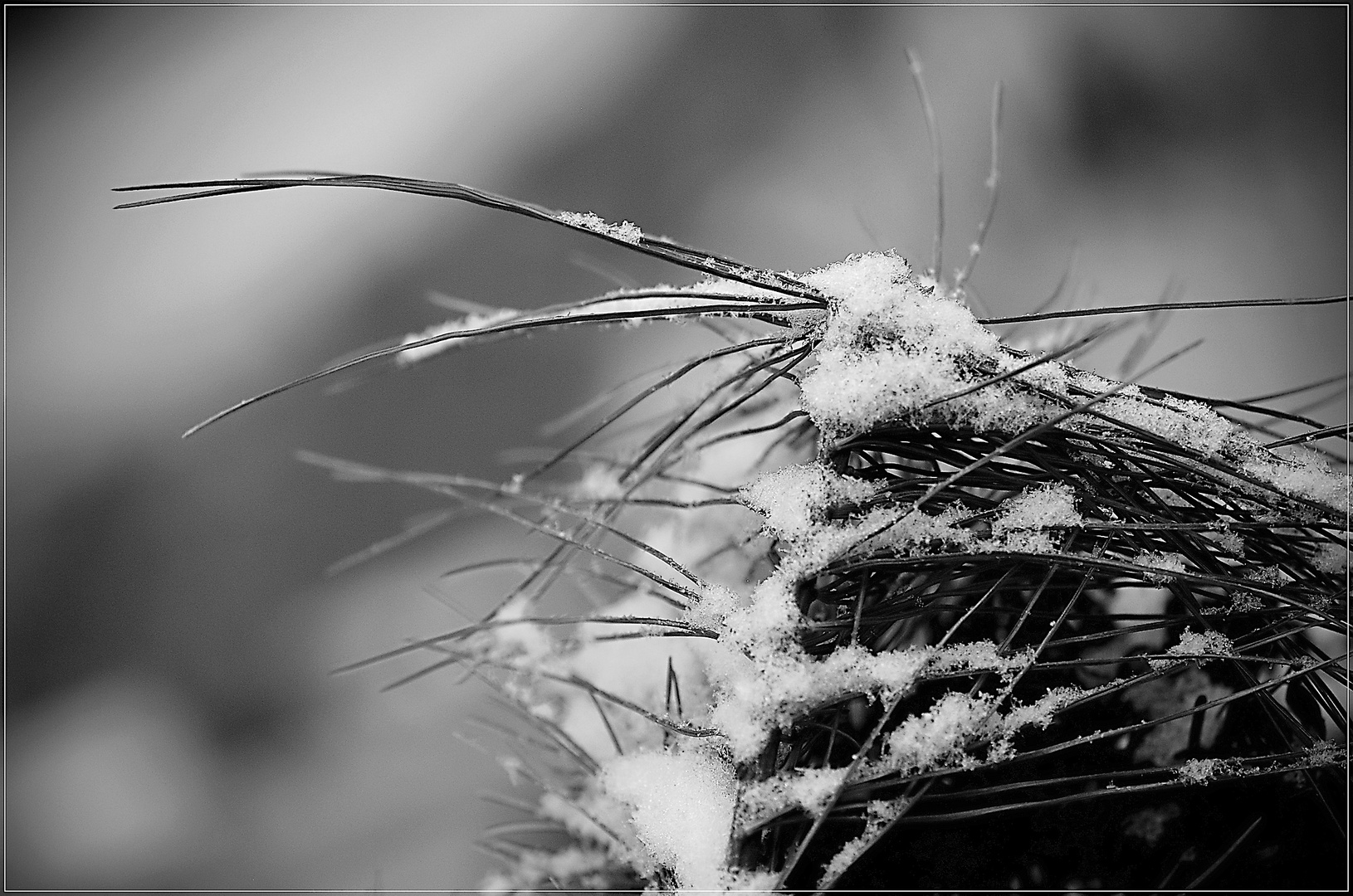 Schnee auf Nadeln Foto & Bild spezial, bäume, winter Bilder auf