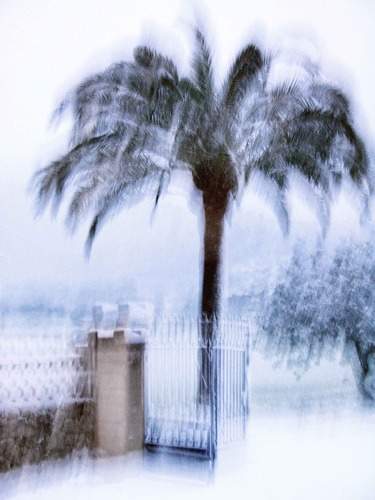 Schnee auf Palme in der Dämmerung