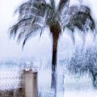 Schnee auf Palme in der Dämmerung