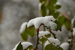 Schnee auf Rosenstrauch