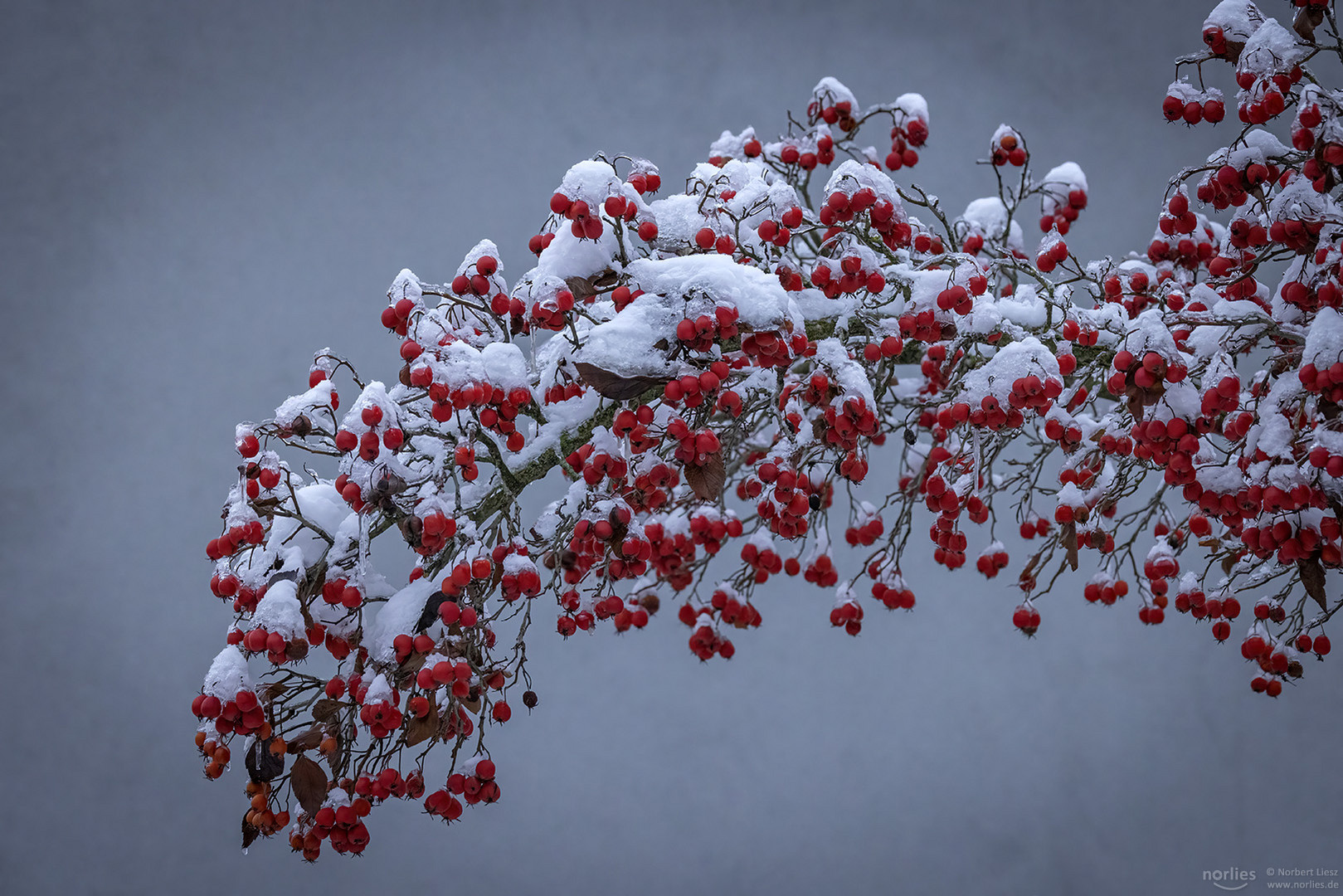 Schnee auf roten Früchten