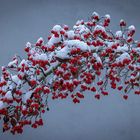 Schnee auf roten Früchten