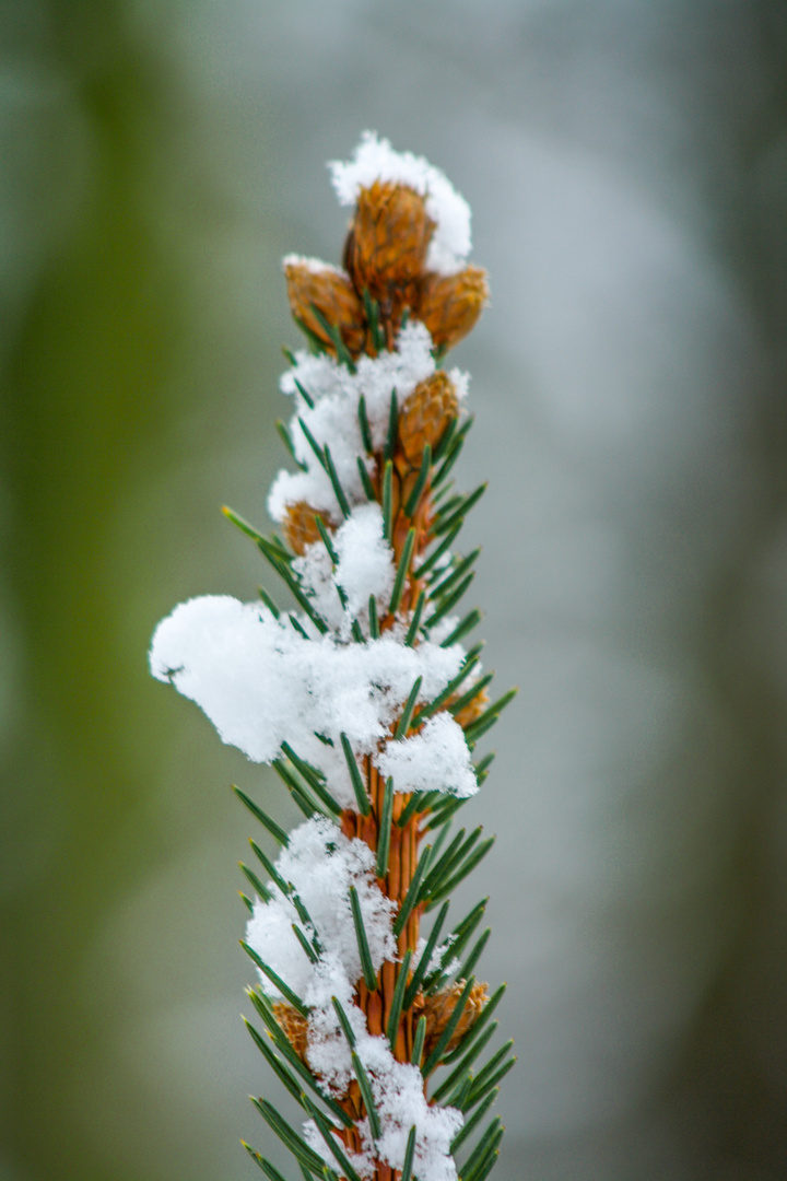 Schnee auf Tannenzweig