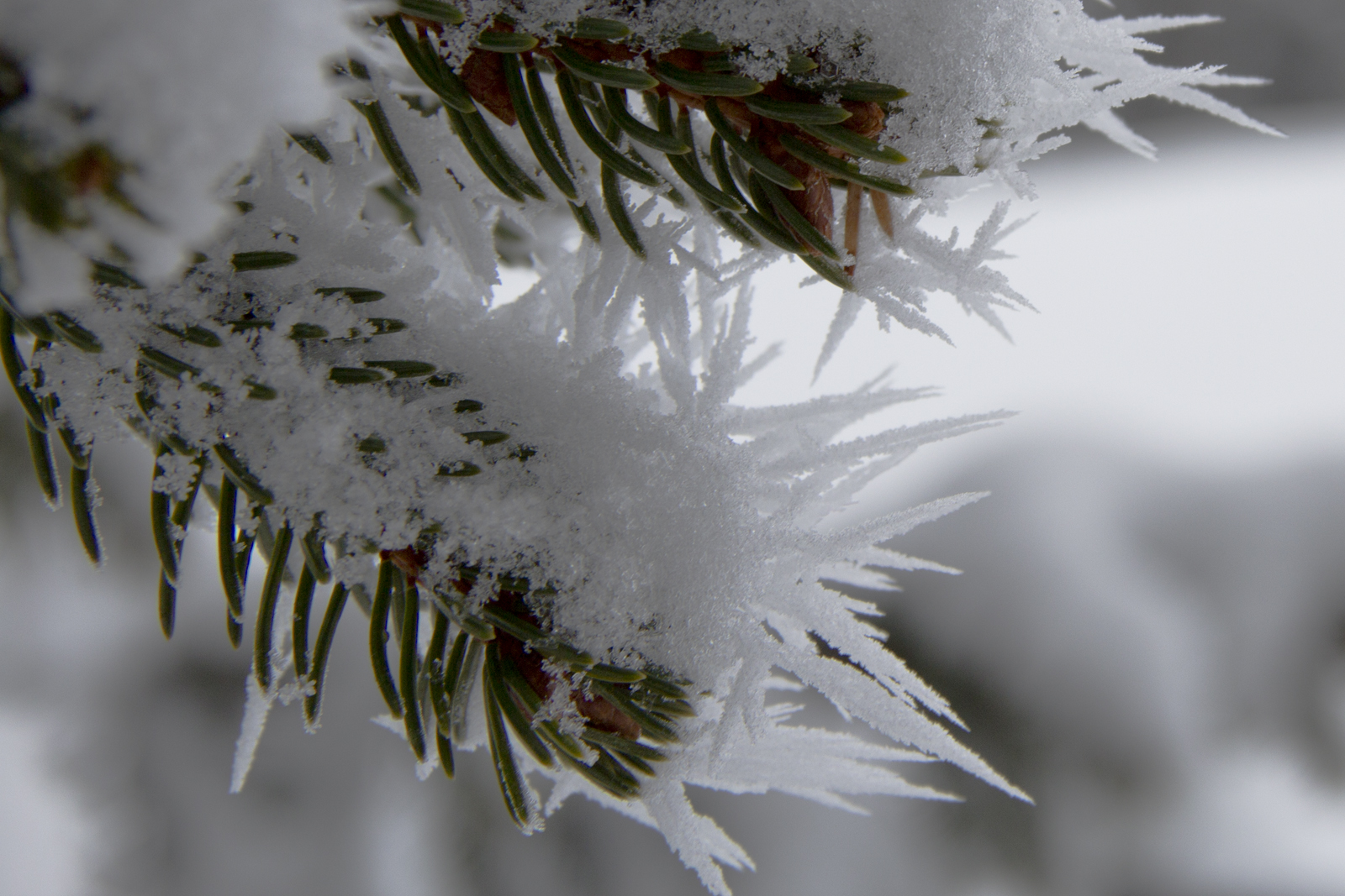 Schnee auf Tannenzweig, wie man ihn nicht immer sieht