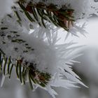 Schnee auf Tannenzweig, wie man ihn nicht immer sieht