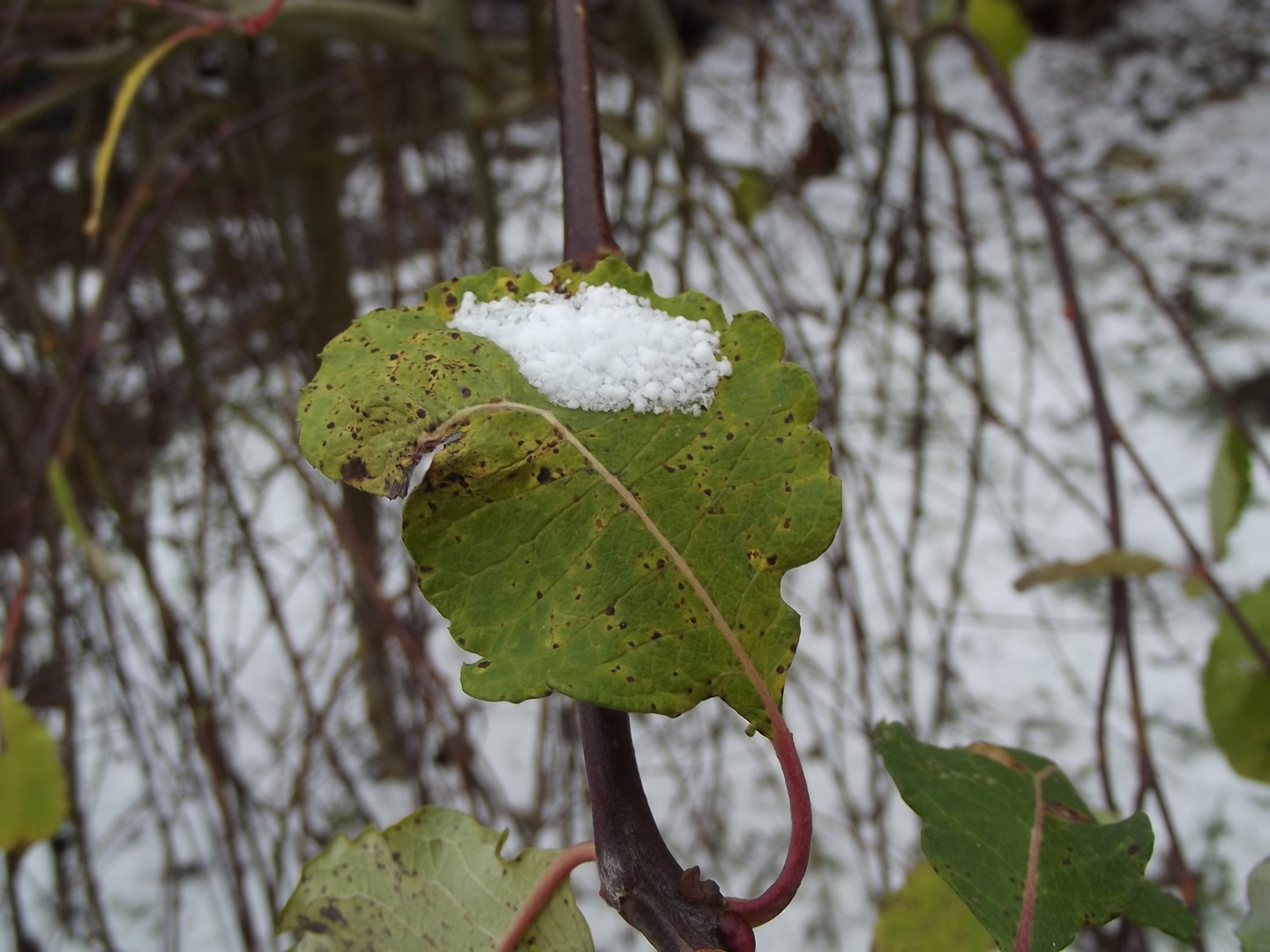 Schnee aufem Blatt  *Trauerweide*