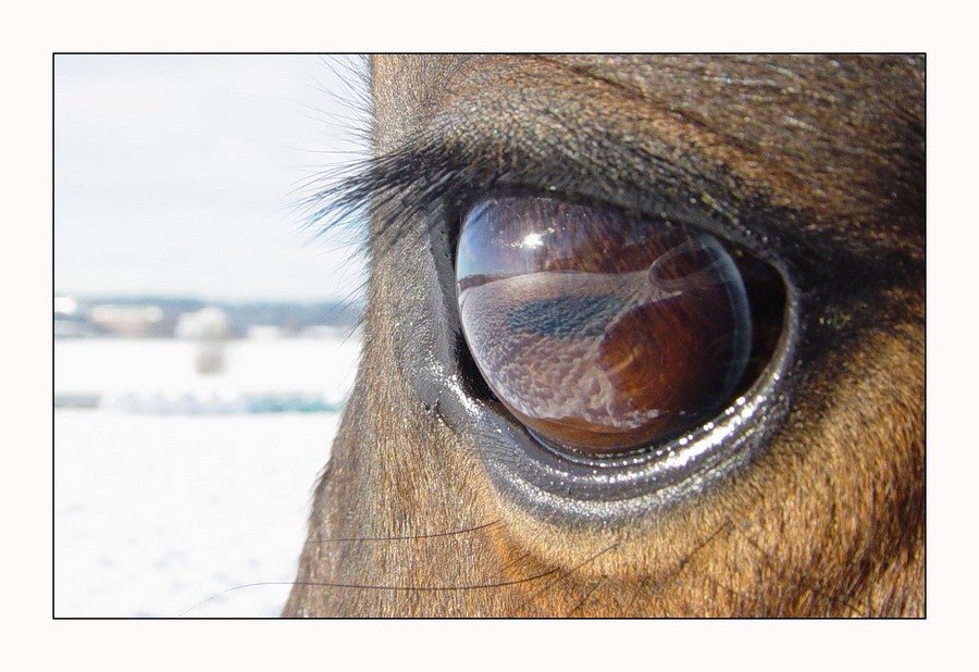 Schnee-Augen-Blick von E Sch.mit